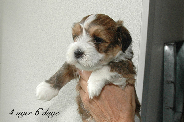 Viggo bichon havanese hvalp hundehvalp bichon havanais hvalpe hundehvalpe