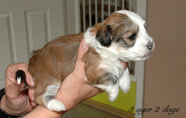 Villy bichon havanese hvalp hundehvalp bichon havanais hvalpe hundehvalpe