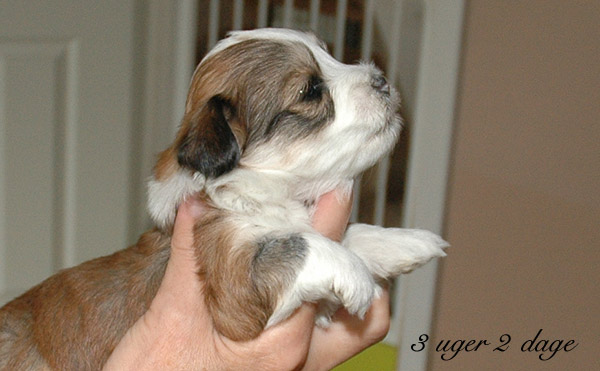 Villy bichon havanese hvalp hundehvalp bichon havanais hvalpe hundehvalpe
