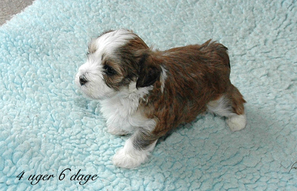 Villy bichon havanese hvalp hundehvalp bichon havanais hvalpe hundehvalpe