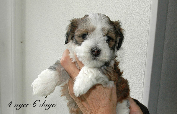 Villy bichon havanese hvalp hundehvalp bichon havanais hvalpe hundehvalpe