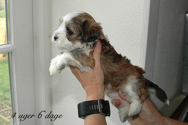 Villy bichon havanese hvalp hundehvalp bichon havanais hvalpe hundehvalpe