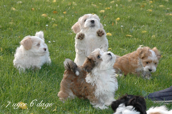 Villy bichon havanese hvalp hundehvalp bichon havanais hvalpe hundehvalpe