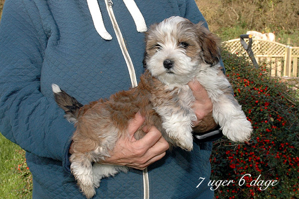Villy bichon havanese hvalp hundehvalp bichon havanais hvalpe hundehvalpe