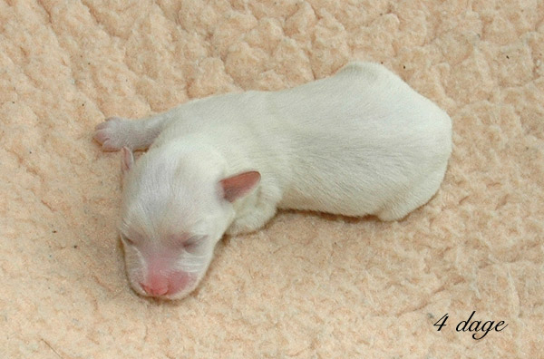 Vilson bichon havanese hvalp hundehvalp bichon havanais hvalpe hundehvalpe