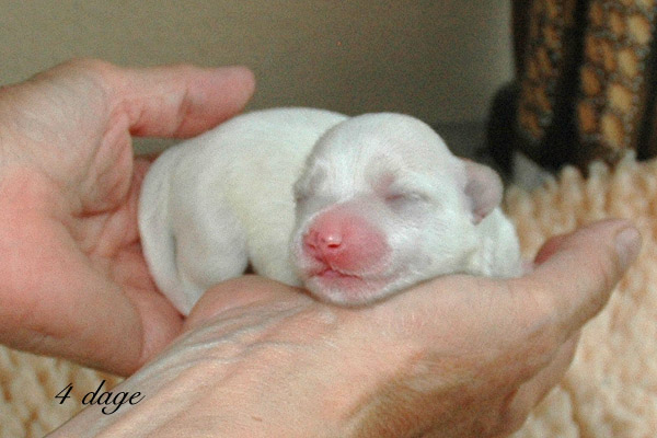 Vilson bichon havanese hvalp hundehvalp bichon havanais hvalpe hundehvalpe
