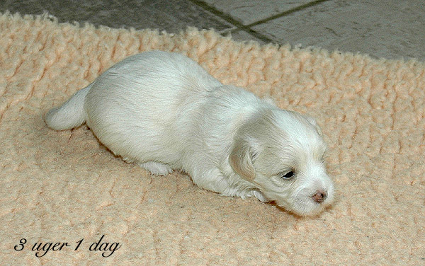 Vilson bichon havanese hvalp hundehvalp bichon havanais hvalpe hundehvalpe
