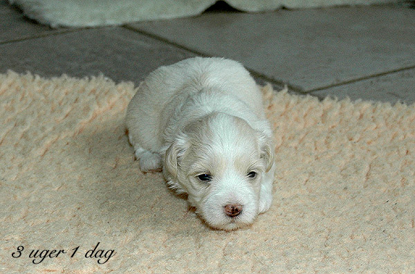 Vilson bichon havanese hvalp hundehvalp bichon havanais hvalpe hundehvalpe