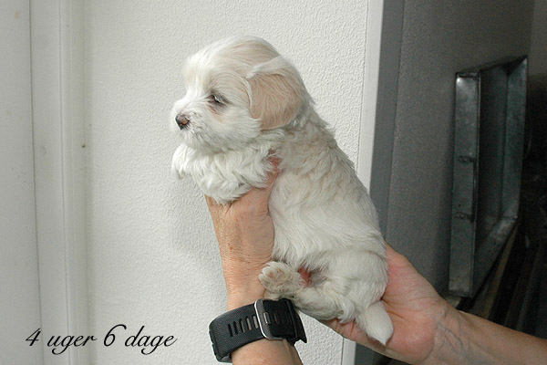 Vilson bichon havanese hvalp hundehvalp bichon havanais hvalpe hundehvalpe