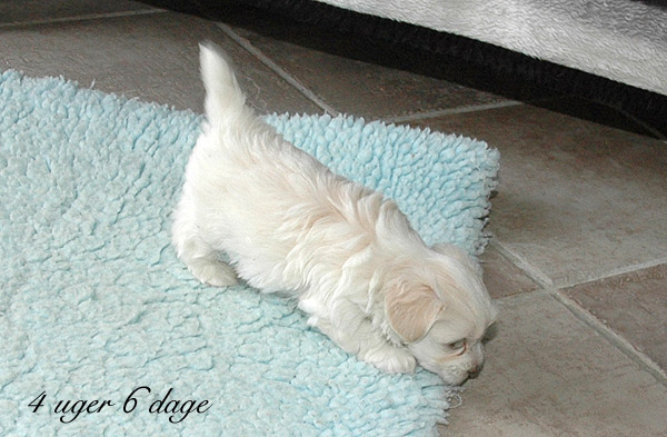 Vilson bichon havanese hvalp hundehvalp bichon havanais hvalpe hundehvalpe