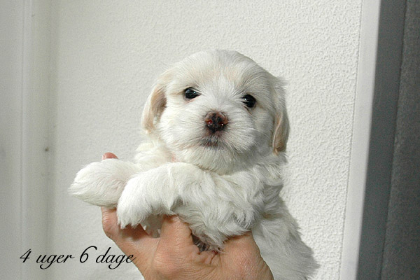 Vilson bichon havanese hvalp hundehvalp bichon havanais hvalpe hundehvalpe