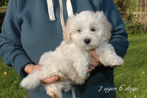 Vilson bichon havanese hvalp hundehvalp bichon havanais hvalpe hundehvalpe
