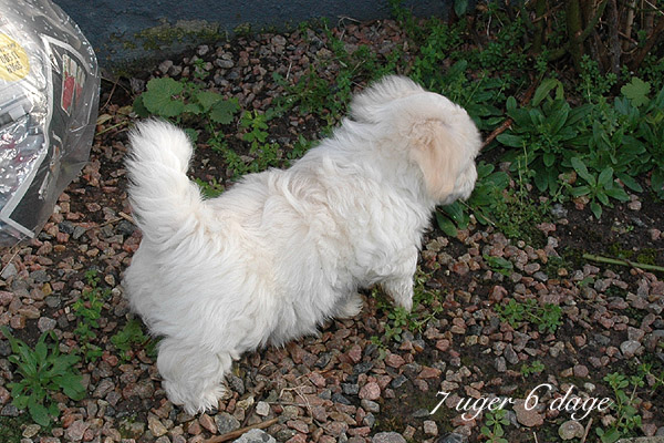 Vilson bichon havanese hvalp hundehvalp bichon havanais hvalpe hundehvalpe