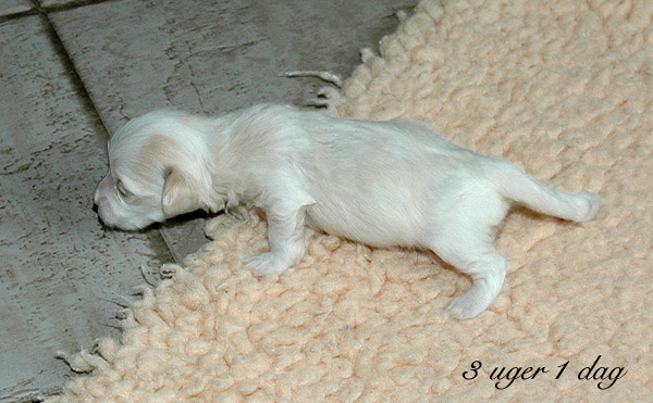 Visti bichon havanese hvalp hundehvalp bichon havanais hvalpe hundehvalpe