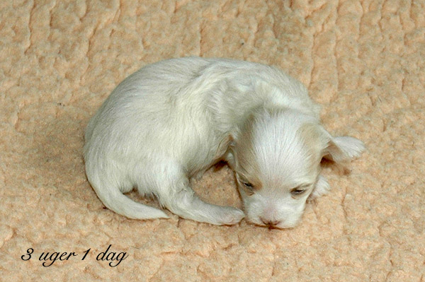 Visti bichon havanese hvalp hundehvalp bichon havanais hvalpe hundehvalpe