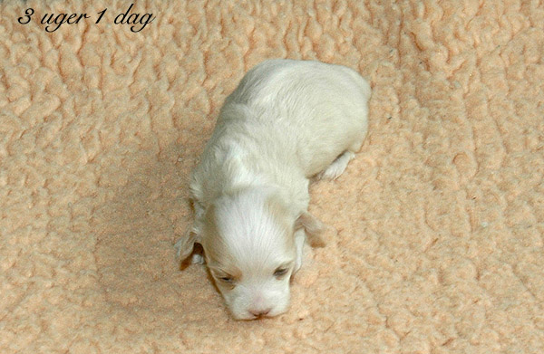 Visti bichon havanese hvalp hundehvalp bichon havanais hvalpe hundehvalpe