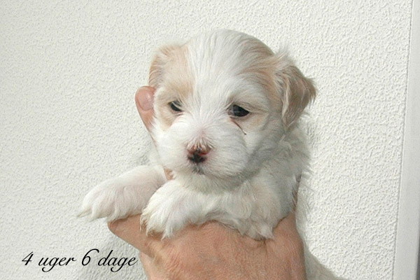 Visti bichon havanese hvalp hundehvalp bichon havanais hvalpe hundehvalpe