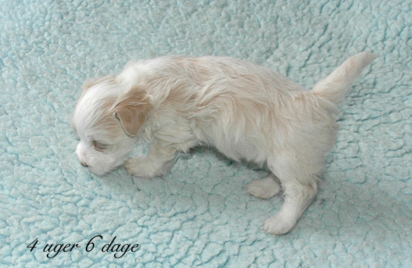 Visti bichon havanese hvalp hundehvalp bichon havanais hvalpe hundehvalpe