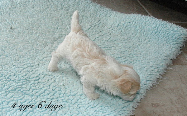 Visti bichon havanese hvalp hundehvalp bichon havanais hvalpe hundehvalpe