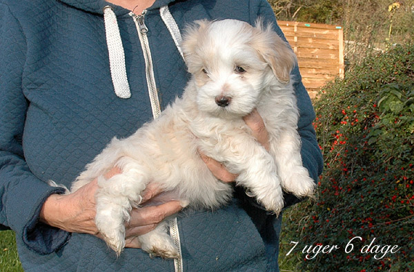 Visti bichon havanese hvalp hundehvalp bichon havanais hvalpe hundehvalpe