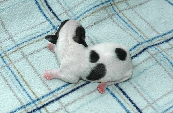 Xakso bichon havanese hvalp hundehvalp bichon havanais hvalpe hundehvalpe