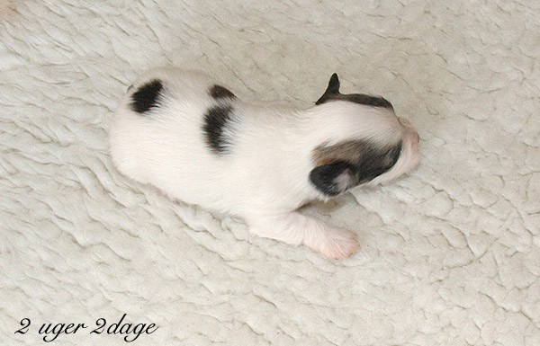 Xakso bichon havanese hvalp hundehvalp bichon havanais hvalpe hundehvalpe