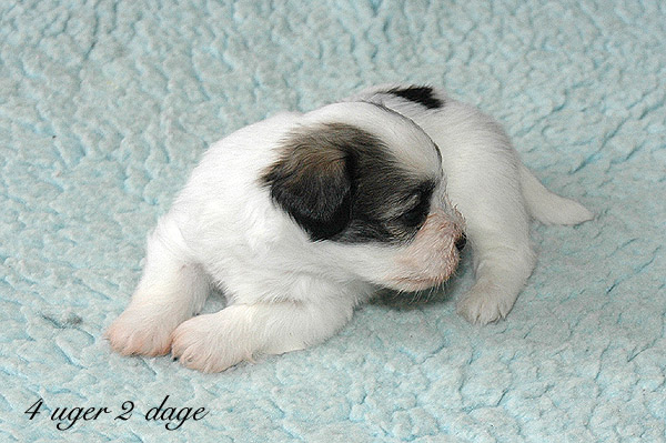 Xakso bichon havanese hvalp hundehvalp bichon havanais hvalpe hundehvalpe