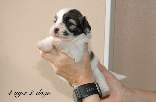 Xakso bichon havanese hvalp hundehvalp bichon havanais hvalpe hundehvalpe