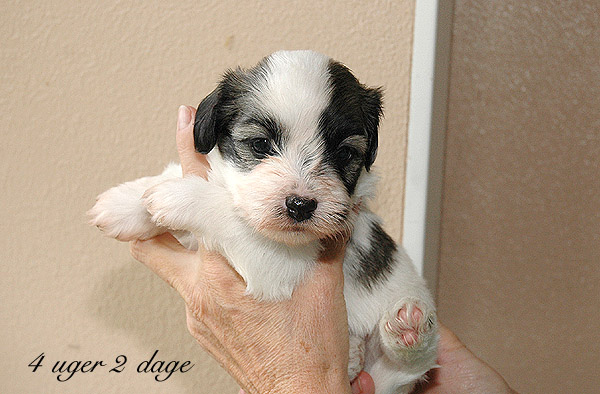Xakso bichon havanese hvalp hundehvalp bichon havanais hvalpe hundehvalpe
