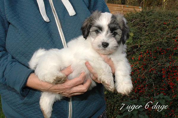 Xakso bichon havanese hvalp hundehvalp bichon havanais hvalpe hundehvalpe