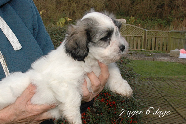 Xakso bichon havanese hvalp hundehvalp bichon havanais hvalpe hundehvalpe