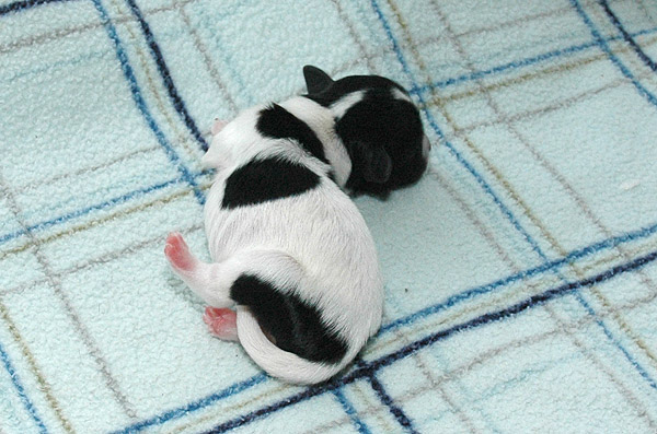 Xamir bichon havanese hvalp hundehvalp bichon havanais hvalpe hundehvalpe