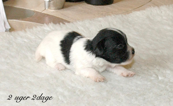 Xamir bichon havanese hvalp hundehvalp bichon havanais hvalpe hundehvalpe
