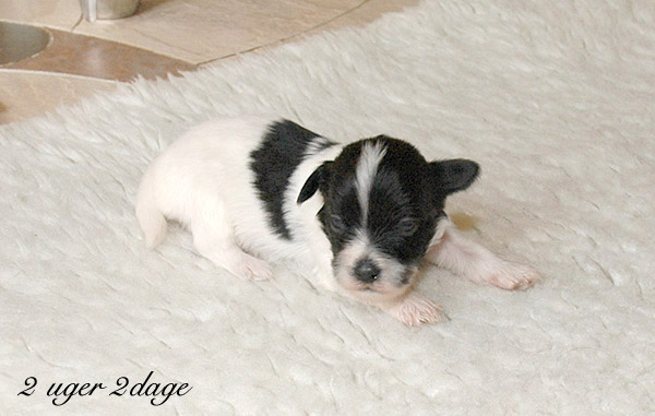 Xamir bichon havanese hvalp hundehvalp bichon havanais hvalpe hundehvalpe
