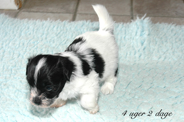 Xamir bichon havanese hvalp hundehvalp bichon havanais hvalpe hundehvalpe