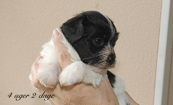 Xamir bichon havanese hvalp hundehvalp bichon havanais hvalpe hundehvalpe