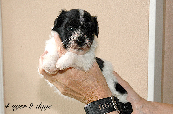 Xamir bichon havanese hvalp hundehvalp bichon havanais hvalpe hundehvalpe