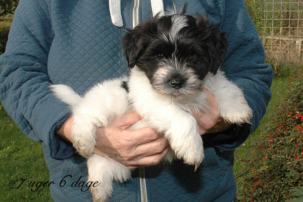 Xamir bichon havanese hvalp hundehvalp bichon havanais hvalpe hundehvalpe
