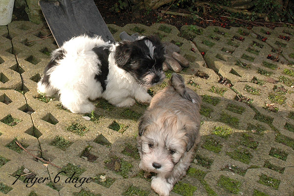 Xamir bichon havanese hvalp hundehvalp bichon havanais hvalpe hundehvalpe