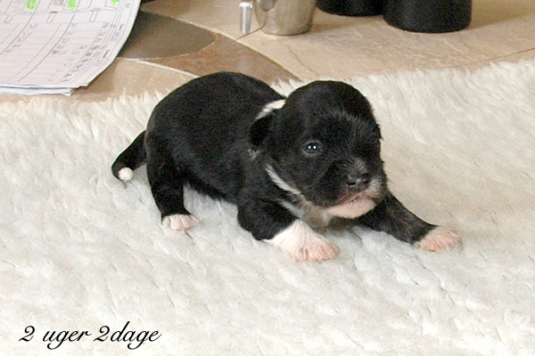 Xandi bichon havanese hvalp hundehvalp bichon havanais hvalpe hundehvalpe