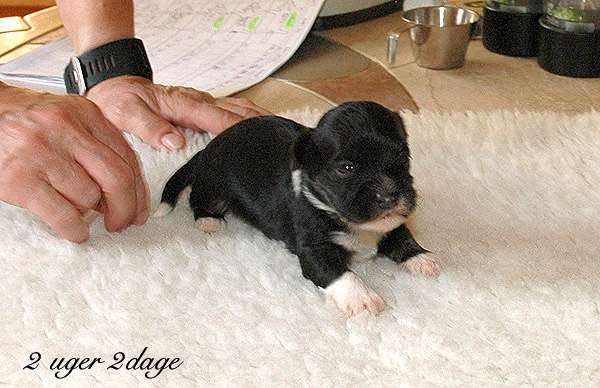 Xandi bichon havanese hvalp hundehvalp bichon havanais hvalpe hundehvalpe