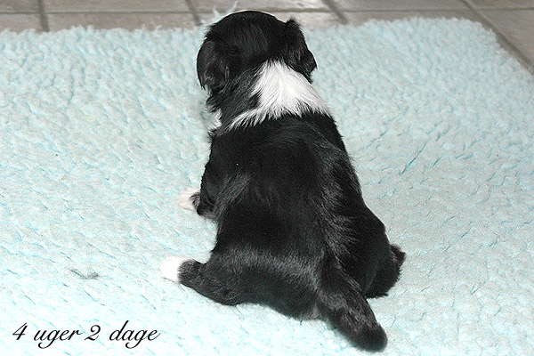 Xandi bichon havanese hvalp hundehvalp bichon havanais hvalpe hundehvalpe