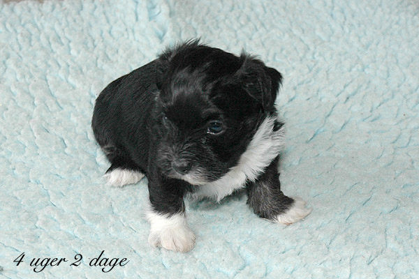 Xandi bichon havanese hvalp hundehvalp bichon havanais hvalpe hundehvalpe