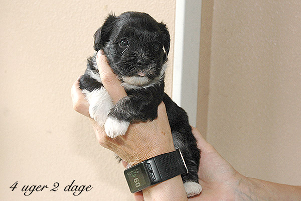 Xandi bichon havanese hvalp hundehvalp bichon havanais hvalpe hundehvalpe