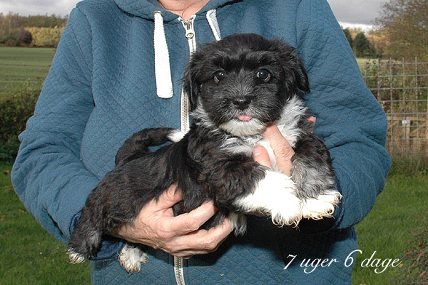 Xandi bichon havanese hvalp hundehvalp bichon havanais hvalpe hundehvalpe
