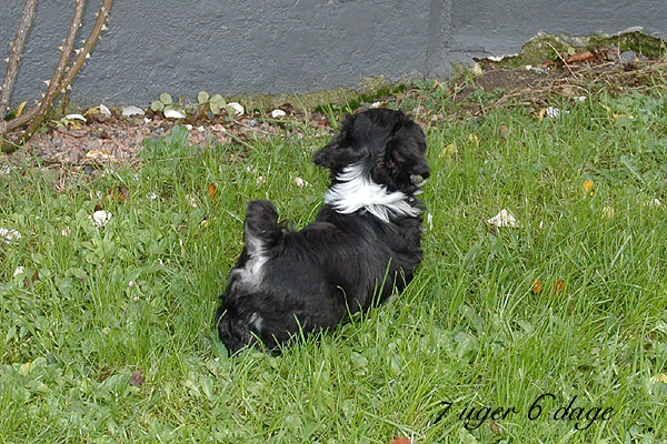 Xandi bichon havanese hvalp hundehvalp bichon havanais hvalpe hundehvalpe