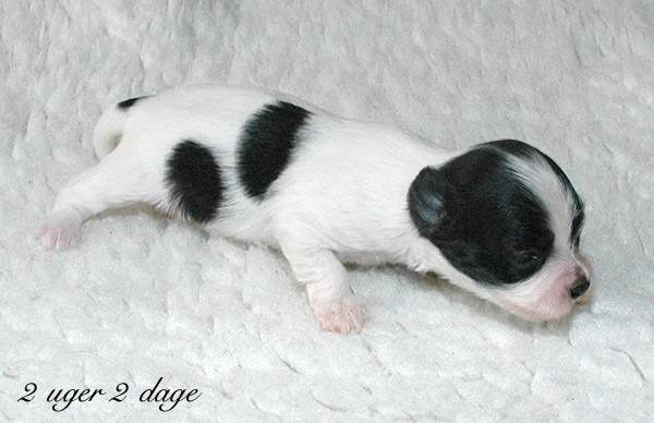 Xannadu bichon havanese hvalp hundehvalp bichon havanais hvalpe hundehvalpe