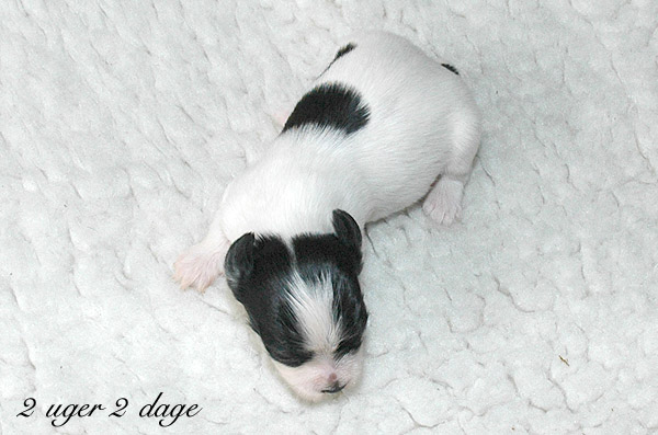 Xannadu bichon havanese hvalp hundehvalp bichon havanais hvalpe hundehvalpe
