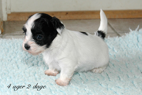 Xannadu bichon havanese hvalp hundehvalp bichon havanais hvalpe hundehvalpe