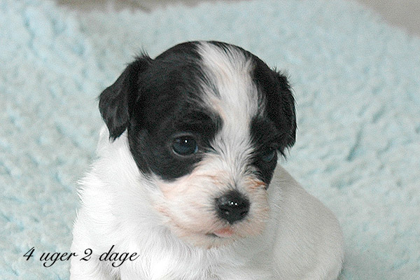 Xannadu bichon havanese hvalp hundehvalp bichon havanais hvalpe hundehvalpe